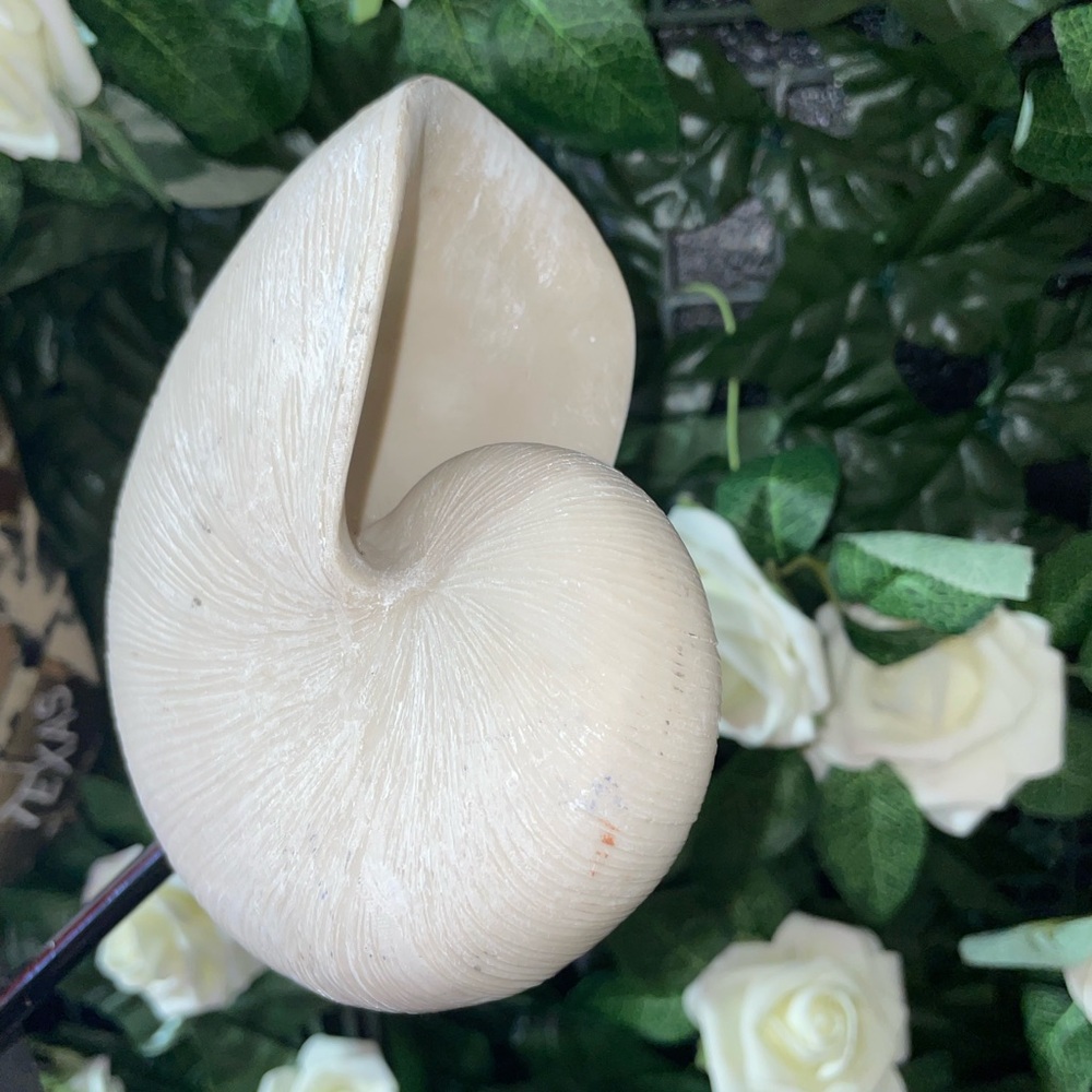 Elegant Cream Nautilus Shell Sculpture - Picture 4 of 4